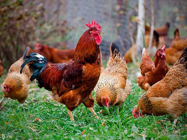 Породы куриц | ЗооТом - продажа, вязка и услуги для животных в Дятьково