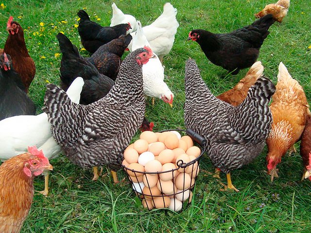 Содержание кур и уход за ними | ЗооТом - продажа, вязка и услуги для животных в Дятьково