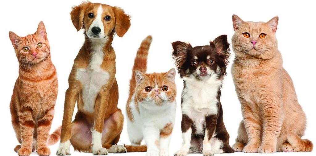 Доска объявлений о животных | ЗооТом - продажа, вязка и услуги для животных в Дятьково