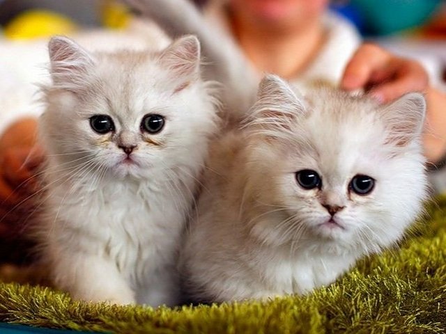 Породы кошек в Дятьково | ЗооТом портал о животных
