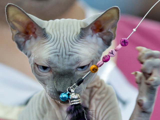 Выставки кошек в Дятьково | ЗооТом портал о животных