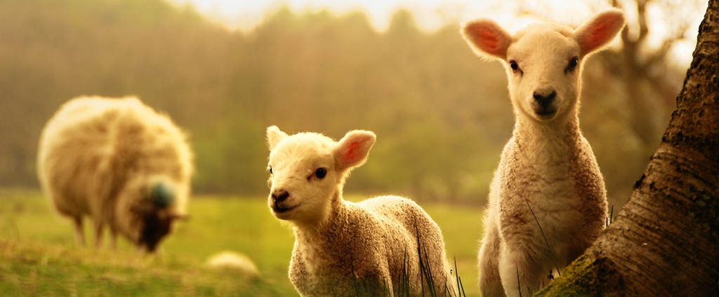 Объявления о сельскохозяйственных животных | ЗооТом - продажа, вязка и услуги для животных в Дятьково