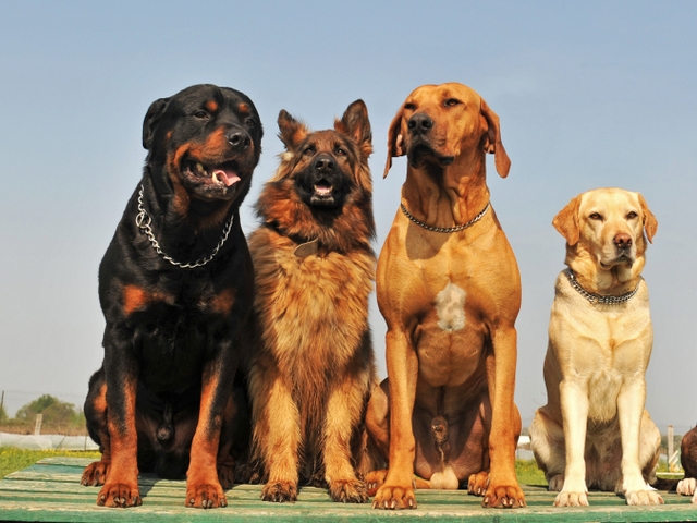 Крупные породы собак в Дятьково | ЗооТом портал о животных