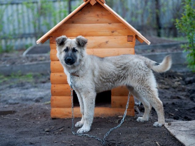 Все о собаках в Дятьково Все о собаках в Дятьково